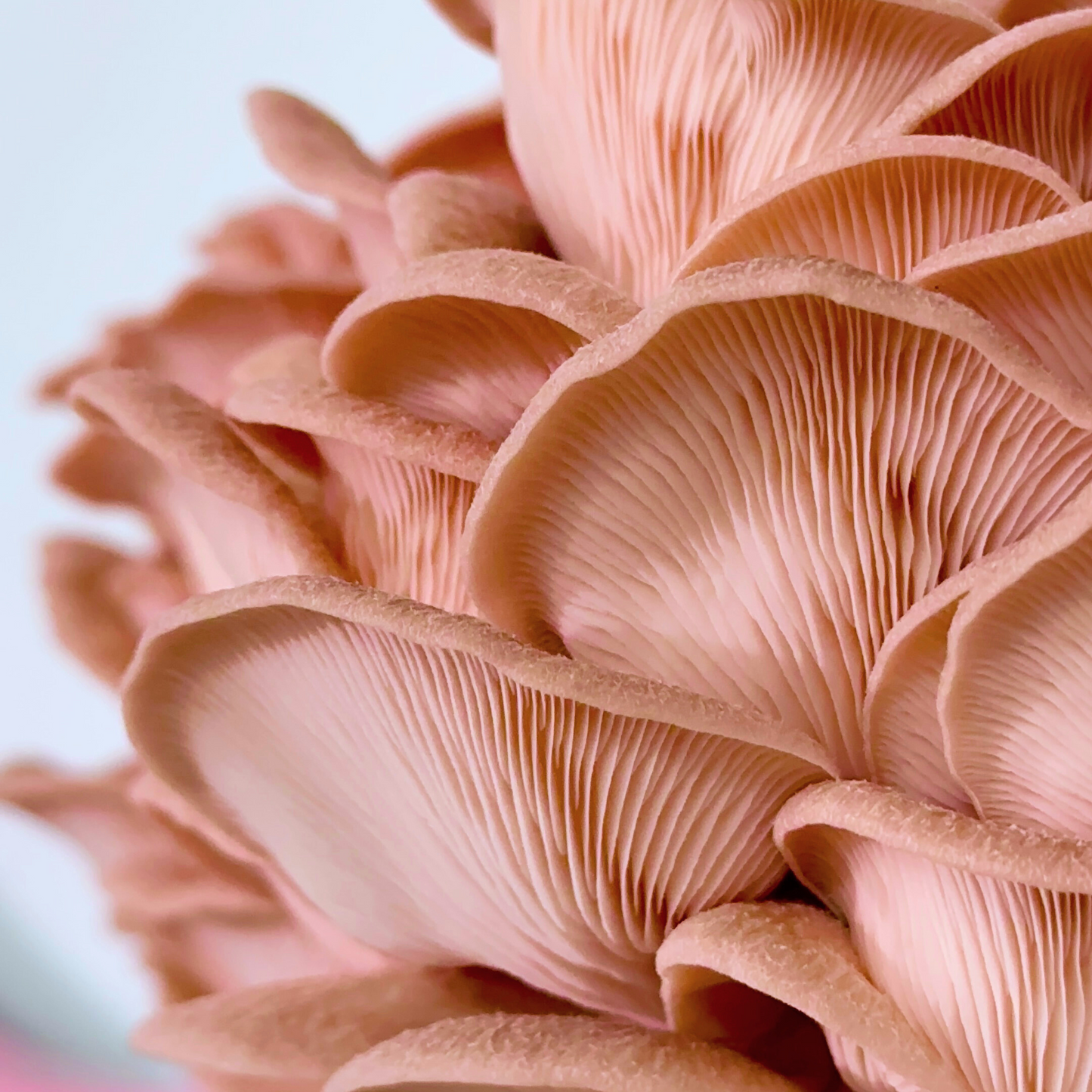Pink Power - Himalayan Salt with Pink Oyster & Lion's Mane Mushrooms