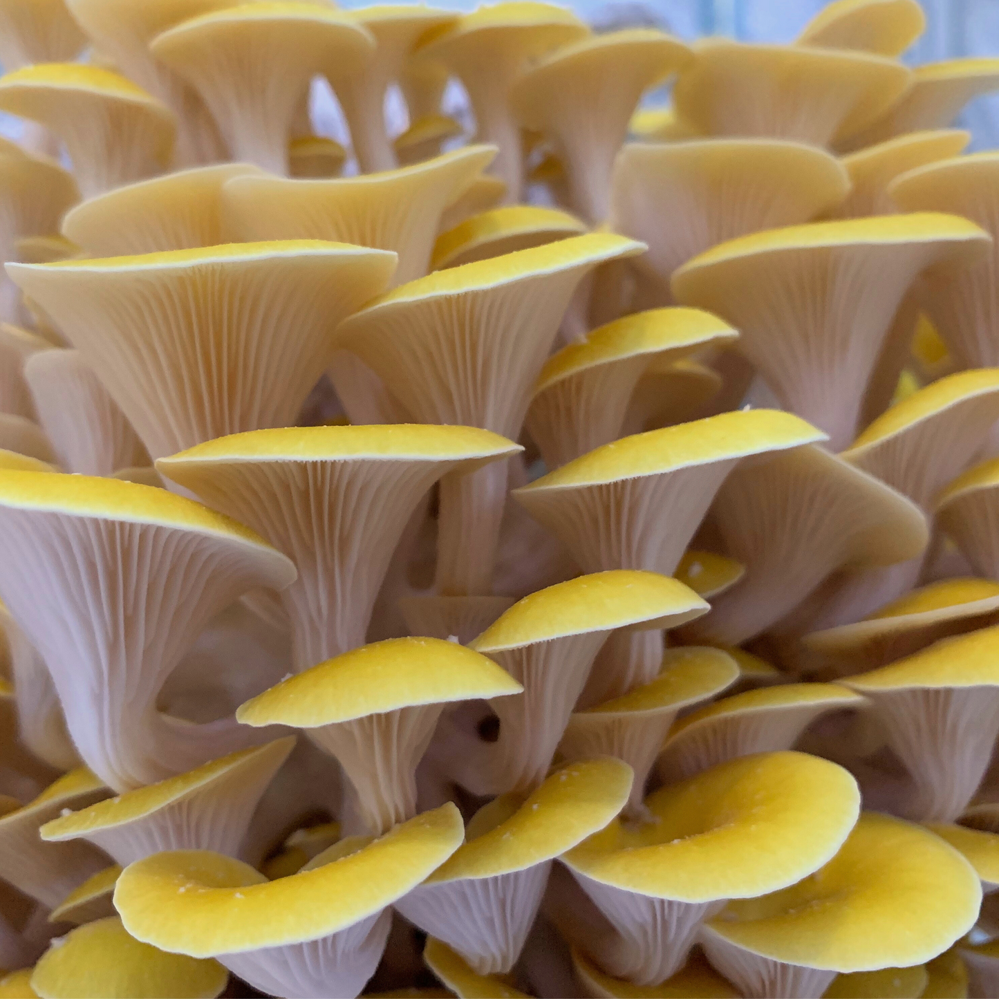 Miso - Mushroom Seasoning with Oyster and Lion’s Mane Mushrooms