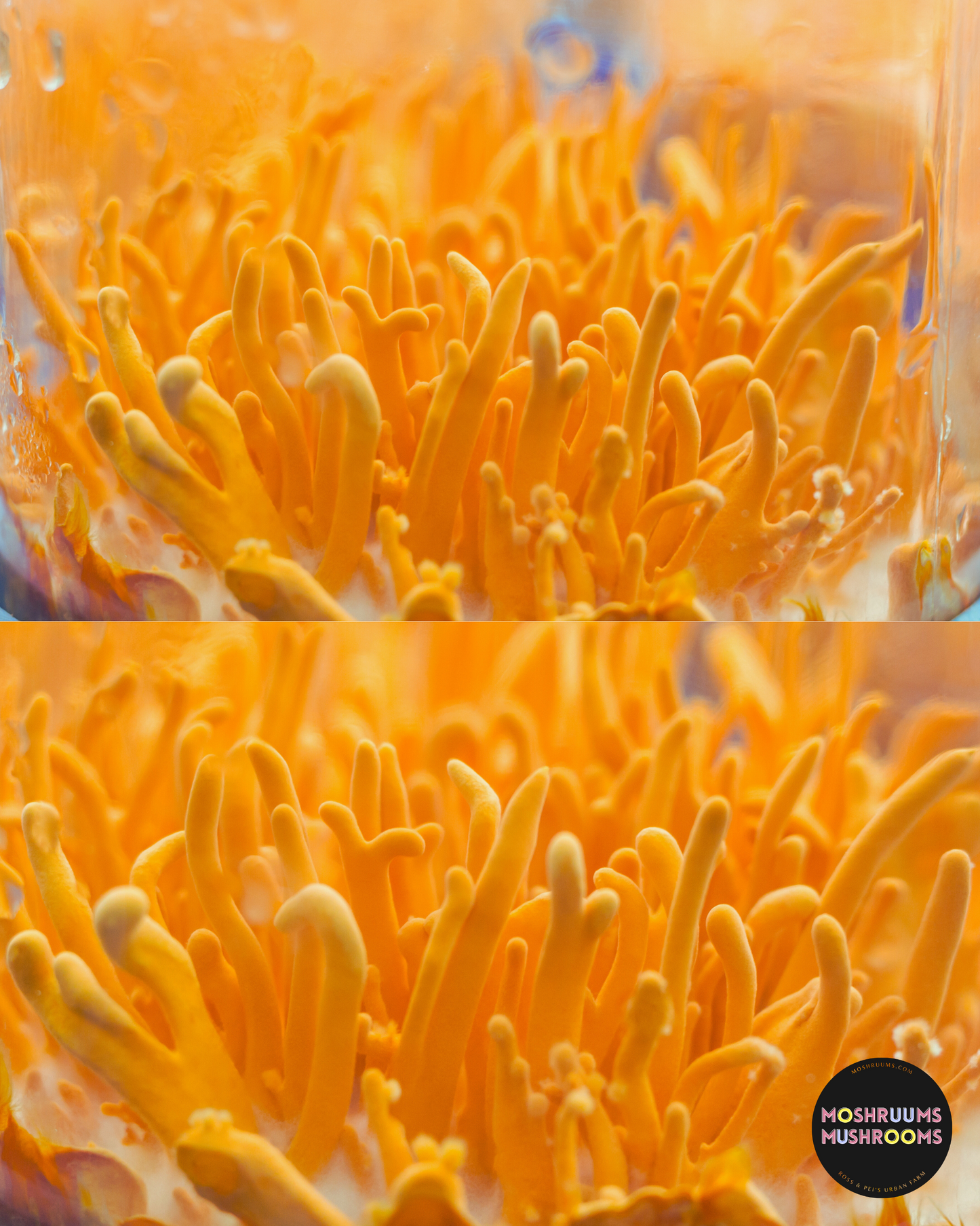 Cordyceps - Organic Dried Cordyceps Mushrooms - Mushroom Tea - Energy