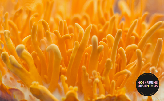 Cordyceps - Organic Dried Cordyceps Mushrooms - Mushroom Tea - Energy