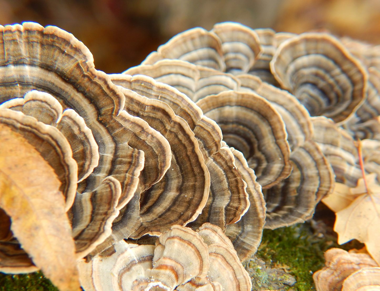Morning Booster Triple Organic Mushroom Capsules - Lions Mane - Turkey Tail - Cordyceps