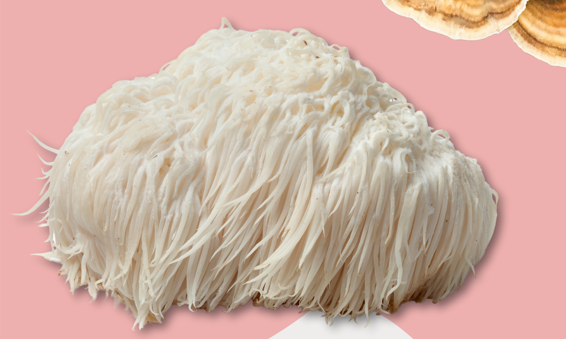 Boost Your Brain & Find Your Calm: The Surprising Benefits of Lion’s Mane Mushrooms