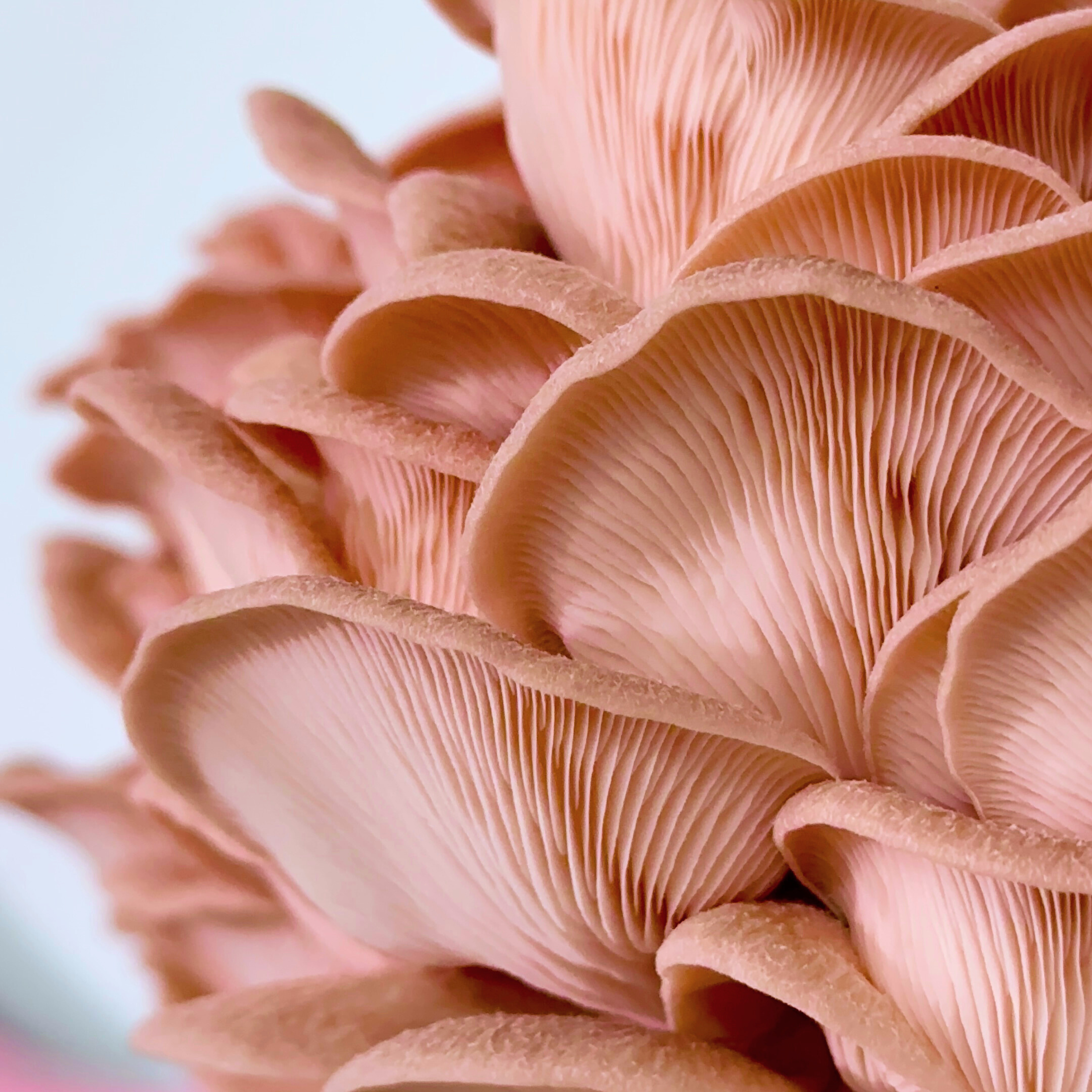 Pink Oyster Mushrooms