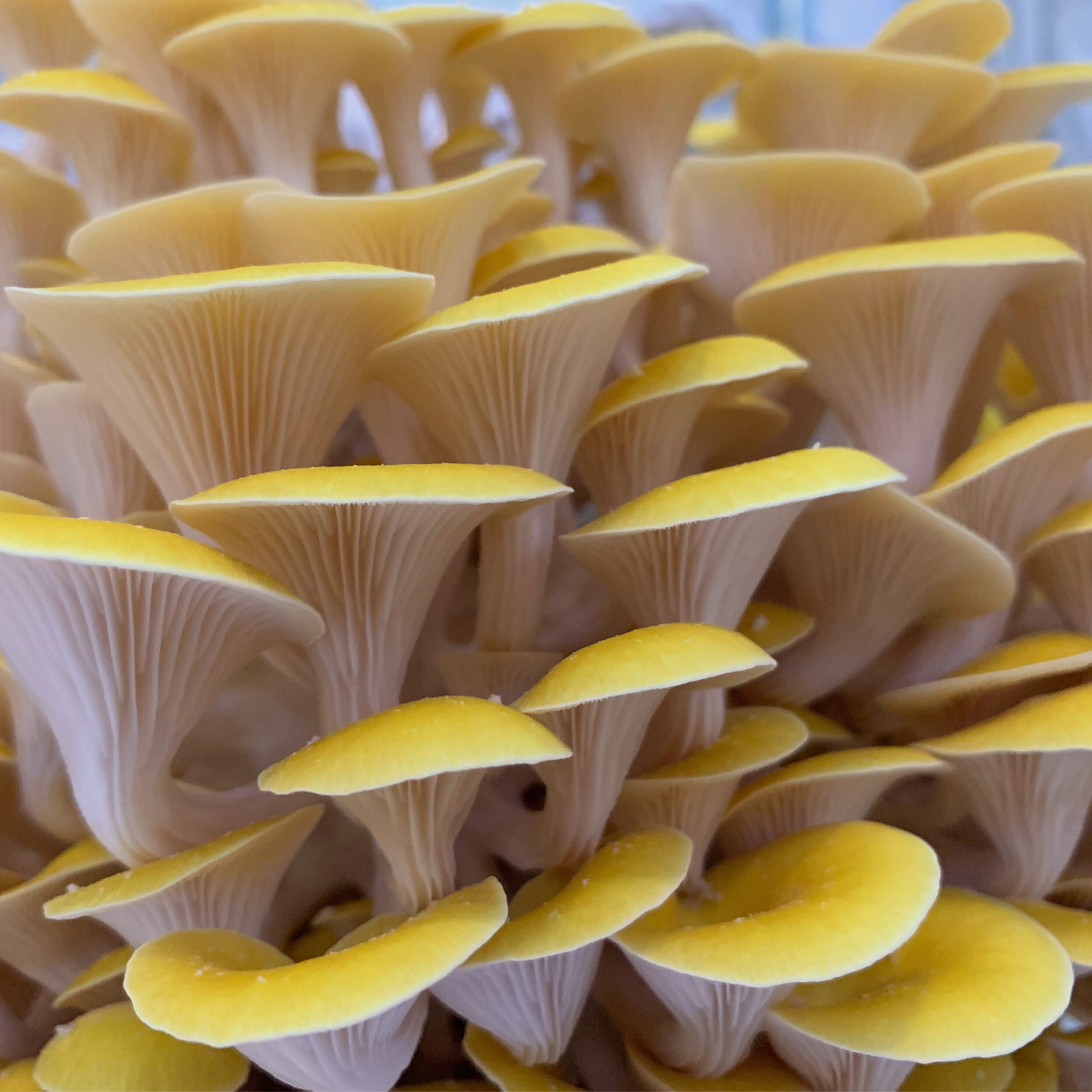 Miso - Mushroom Seasoning with Oyster and Lion’s Mane Mushrooms