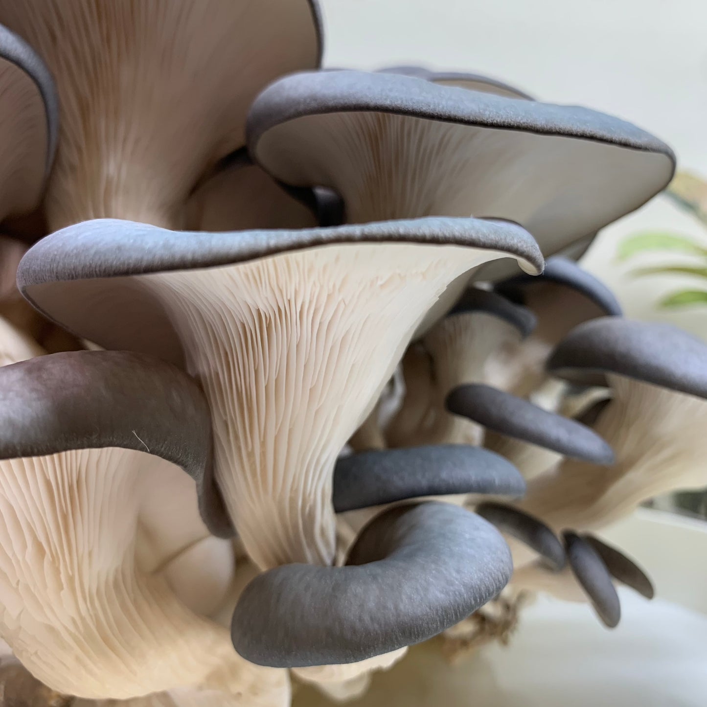 Blue Oyster Mushrooms