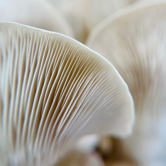 Elm Tree Mushrooms