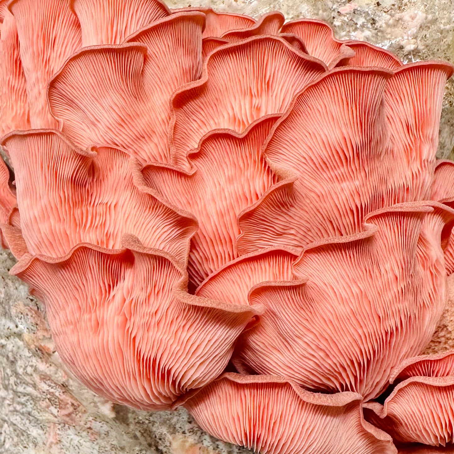 Pink Oyster Mushrooms