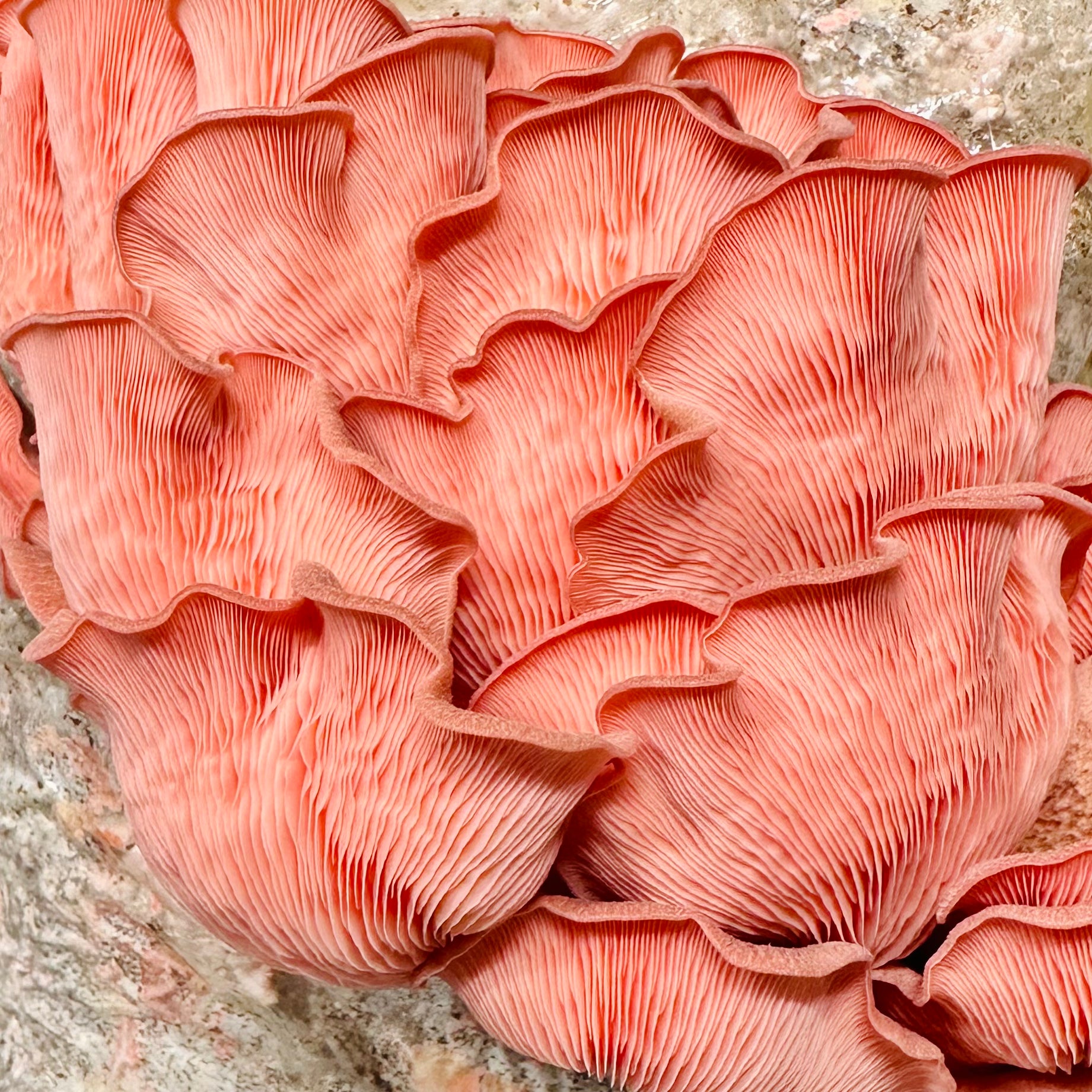 Pink Oyster Mushrooms