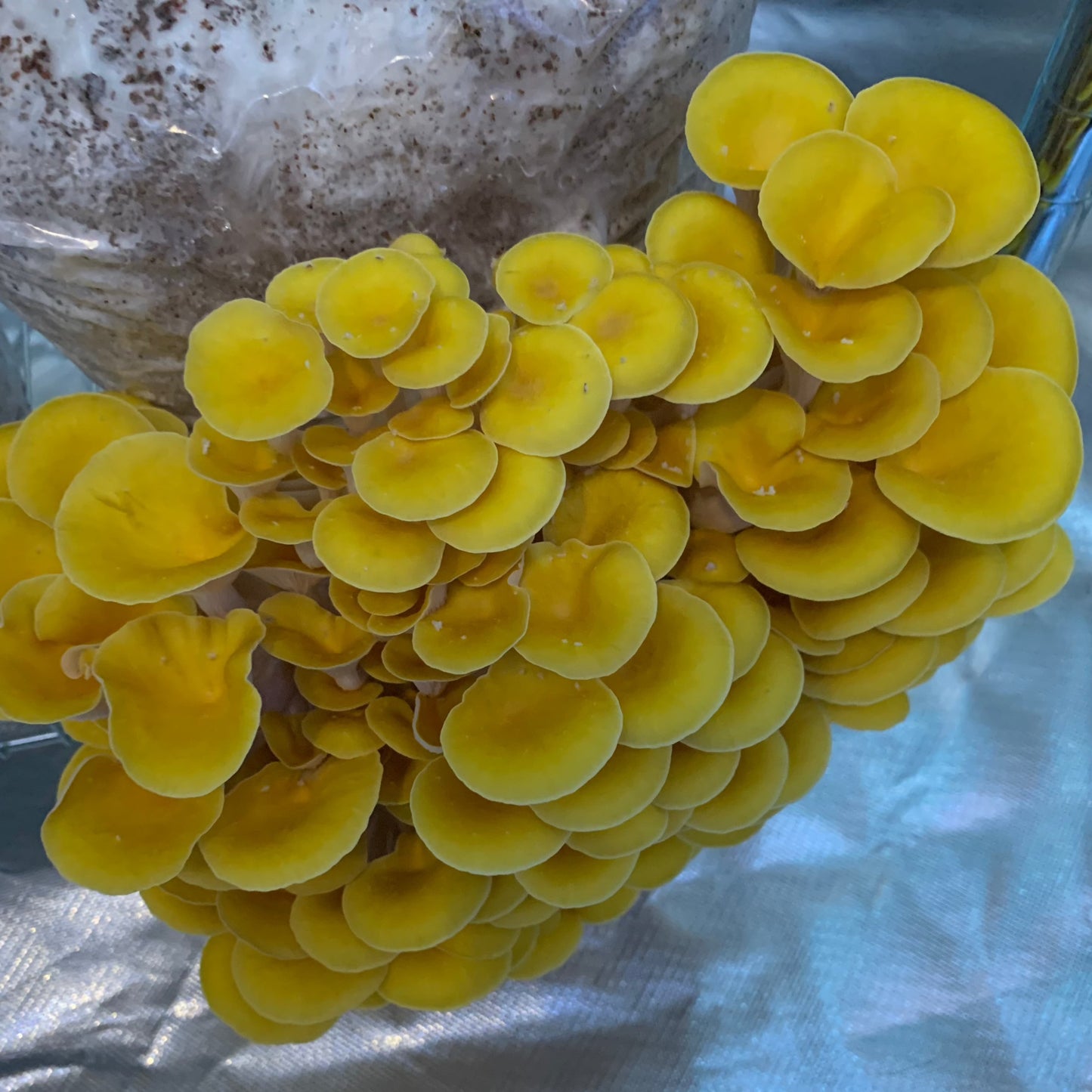 Golden Oyster Mushrooms