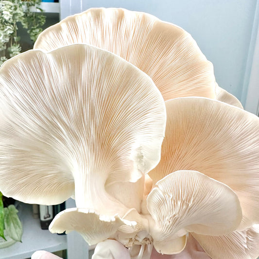 Snow/Pearl Oyster Mushrooms