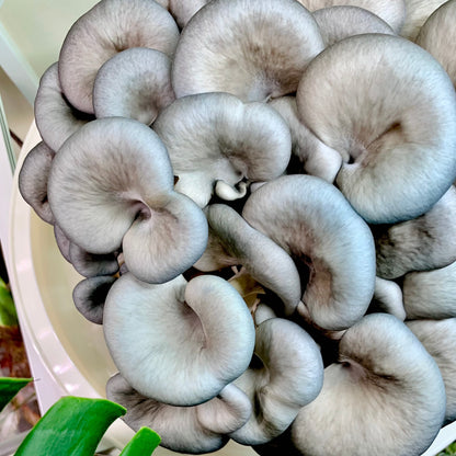 Blue Oyster Mushrooms