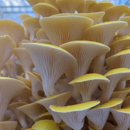 Golden Oyster Mushrooms