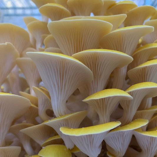 Golden Oyster Mushrooms