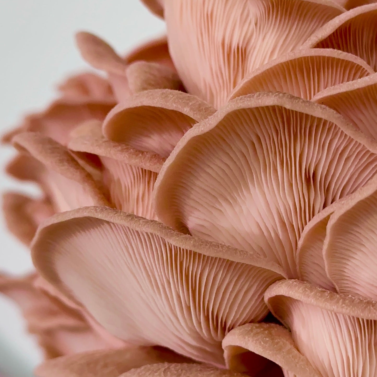 Pink Oyster Mushrooms