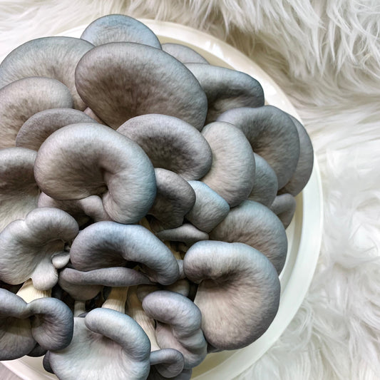 Blue Oyster Mushrooms