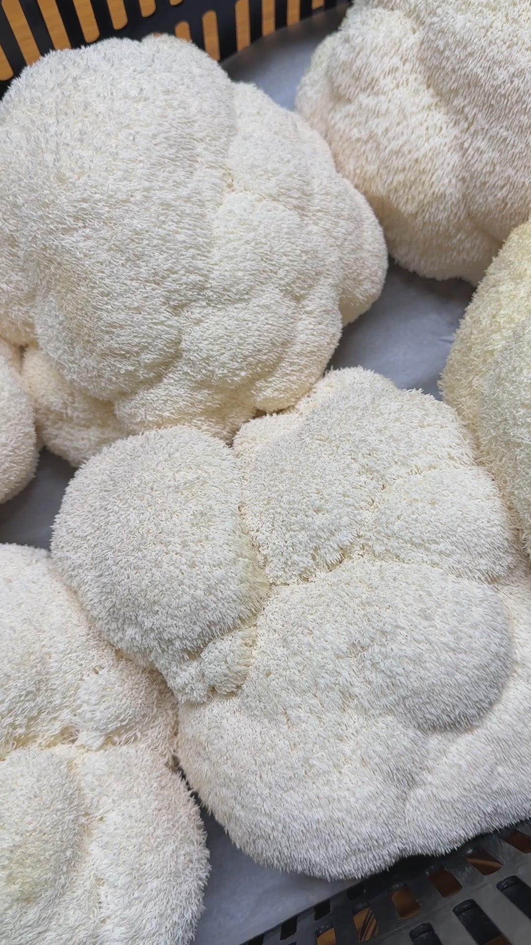 Organic Lion's Mane Mushroom Extract Powder