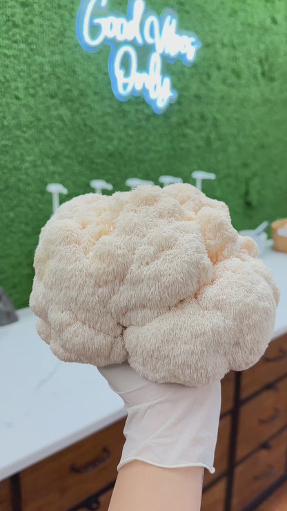 Lion’s Mane Mushrooms